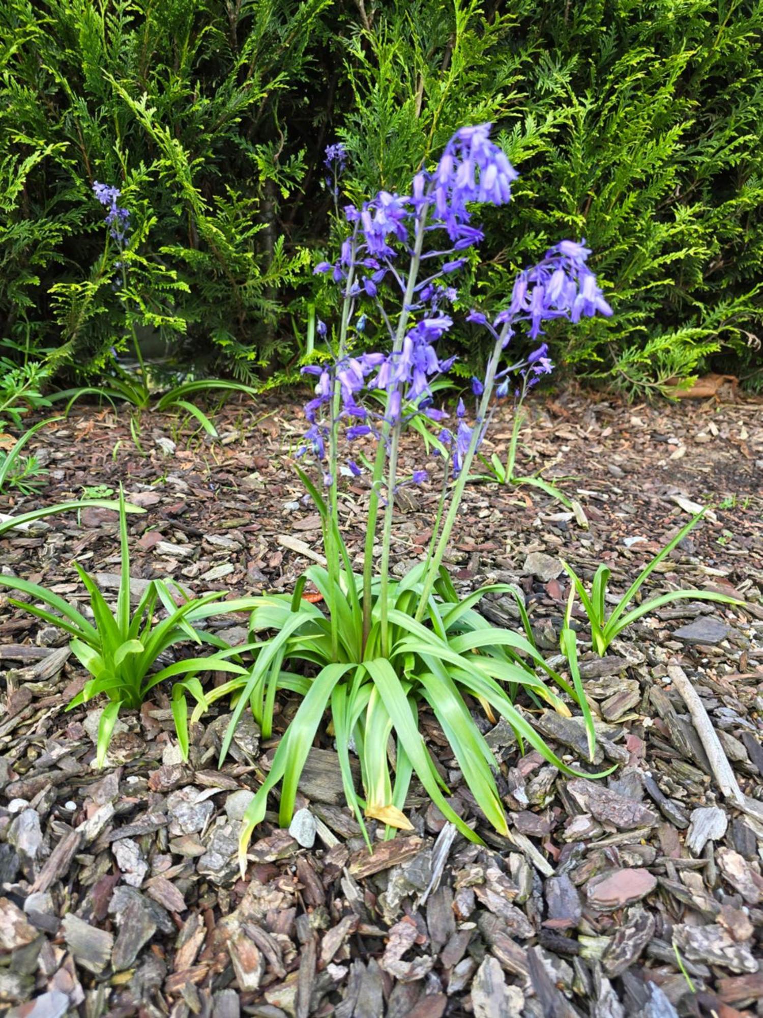 Le Gite Des Ambres Denderleeuw Kültér fotó
